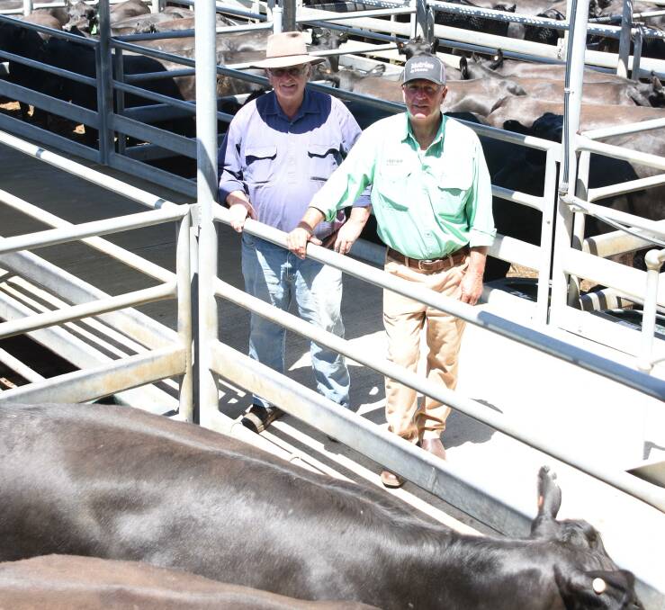 The Forbes family, Dundeal Holdings, Narrikup, was the volume vendor in the sale offering 276 PTIC Angus heifers. Looking over their first pen in the line-up which sold for $3650 were Warren Forbes (left) and Nutrien Livestock, southern manager Bob Pumphrey.