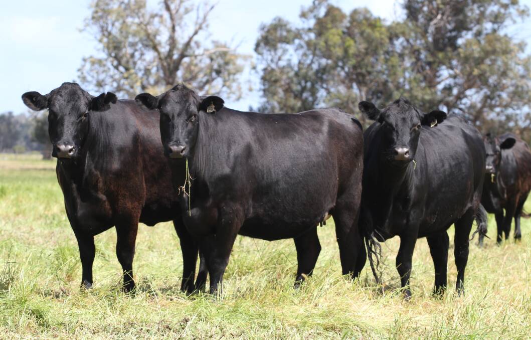Angus-Friesian heifers will make up 84 per cent or 549 head of the total catalogue of 656 PTIC first cross heifers offered at the Elders Supreme Springing Heifer Sale next month. Among the largest Angus-Friesian heifer vendors is Keith and Alison Jilley, KL & AJ Jilley, Boyanup, with 93 heifers, PTIC to Limousin bulls and due to calve from February 1, 2020, for 11 weeks.