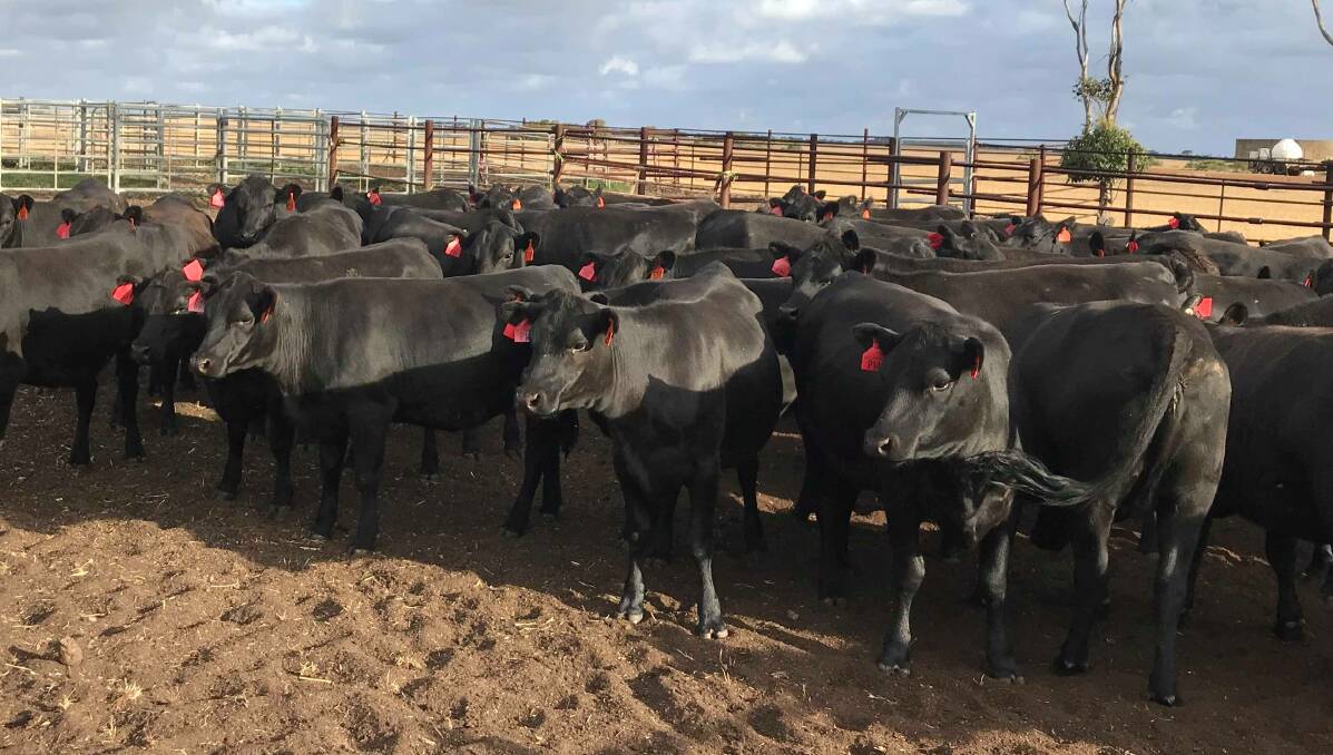 Bott Livestock Trust, Esperance, will offer 70 Angus heifers aged 30-32 months and 130 Angus heifers aged 18-20 months in the sale. Both lines are joined to Lawsons Angus bulls and are due to calve from March 3 to nine weeks.