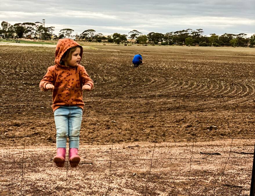 Penny, 2, keeping an eye on her dad while he does a croppy in Corrigin. They crop a small parcel of land for export hay as part of their hay contracting business. They managed to get the crop in before they received 70mm of rain a few weeks back, so it has come up and is away already. Photo by Katherine Weguelin.