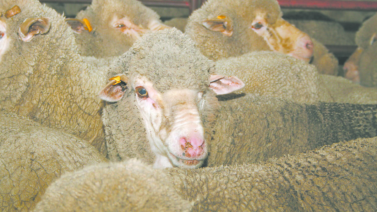 Funding to help producers raise the 'baa'