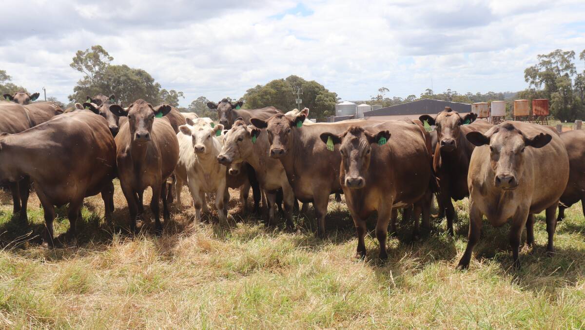 The Armstrongs run a self-replacing herd of 481 Angus and Murray Grey breeders including 100 heifers and are looking to build up their herd number in coming years.