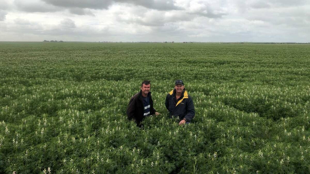 Glen (left) and Todd Quartermaine in a paddock of lupins on their Dowerin property.