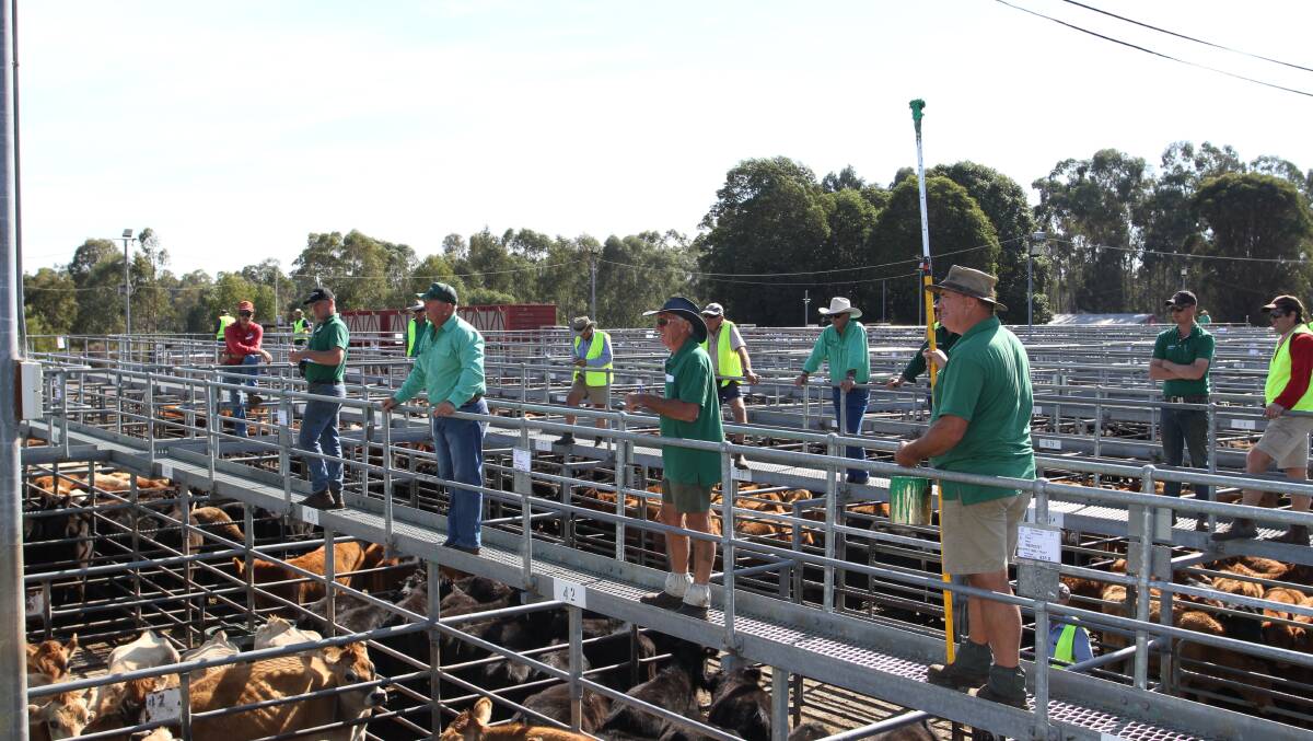 Nutrien Livestock's two special store cattle sales at Boyanup on June 5 and 12 will be interfaced sequentially on AuctionsPlus along with the normal live auction sale to ensure they expose their clients livestock to the most markets possible during the challenging times of COVID-19.