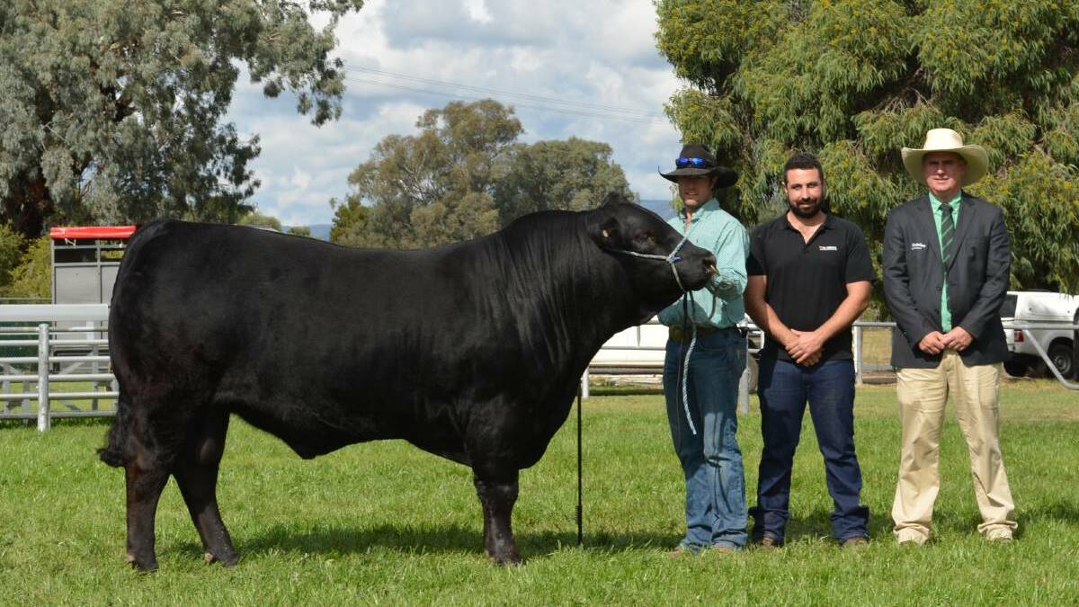 With the $20,000 top-priced bull Balamara Rare Gem Stone (by Wulfs Zane), at the National Limousin Show & Sale last week at Holbrook, New South Wales, were preparer Stuart Hobbs, Hobbs Livestock, Balamara stud principal Michael Mamo, Benger and auctioneer Peter Godbolt, Nutrien Ag Solutions, stud stock. The bull was purchased by Aruma Limousins, Korunye, South Australia.