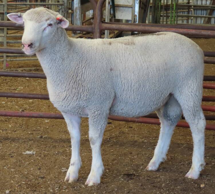 The top-priced ram in the Maternal offering sold for $1750.