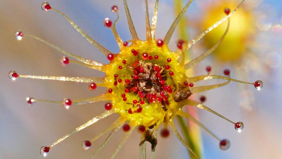 Researchers said the value of citizen scientists as widely-roaming and unconstrained additional sources of raw biodiversity data could not be overstated. Thilo Krueger captured this image of drosera koikyennuruff.