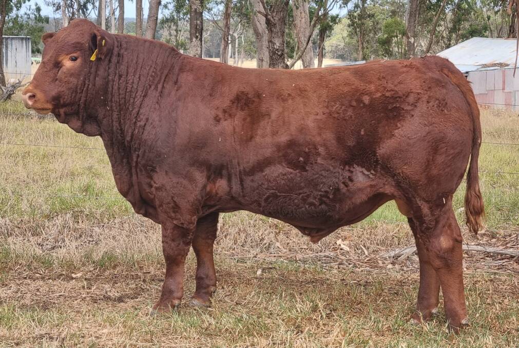 Topping the Morrisvale Limousin bull sale which was held on AuctionsPlus last week at $11,000 was Morrisvale Top Gun T24 (PP, R, AA) in lot 11 when it was sold to return buyer the Modra family, Limek stud, Bordertown, South Australia.