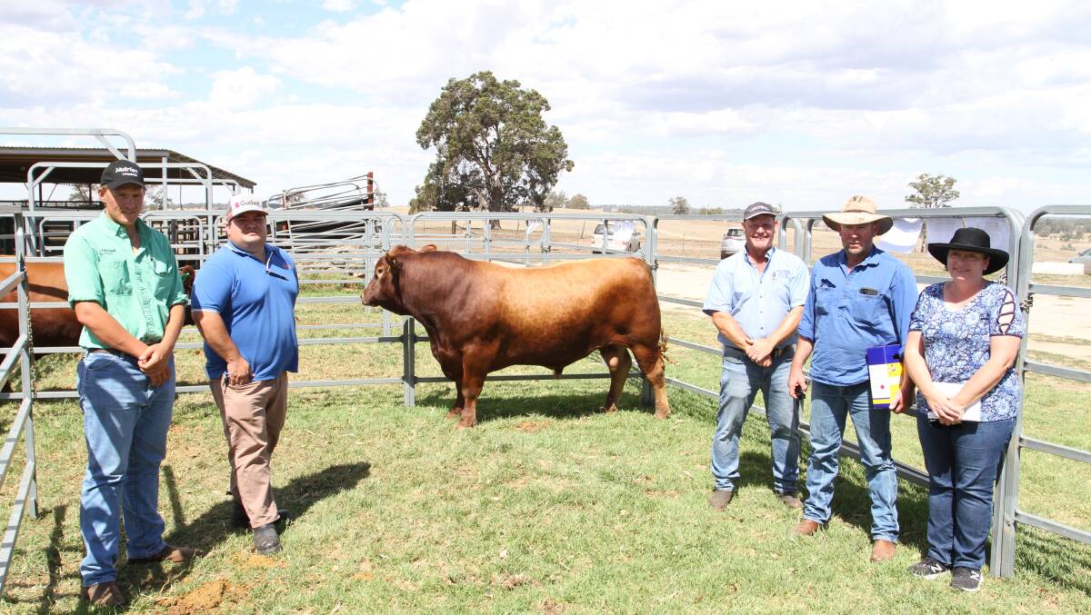 With the $11,500 top-priced Red Angus bull Willandra Quality Q36 (by WD Red Mr Michigan) at the Willandra sale were Nutrien Livestock trainee Lewis Payne (left), top-priced bull sponsor Jarvis Polgraze, Zoetis Australia, Willandra stud co-principal Peter Cowcher and buyers Rob and Tanya Revell, McVay Pastoral Company, Esperance.