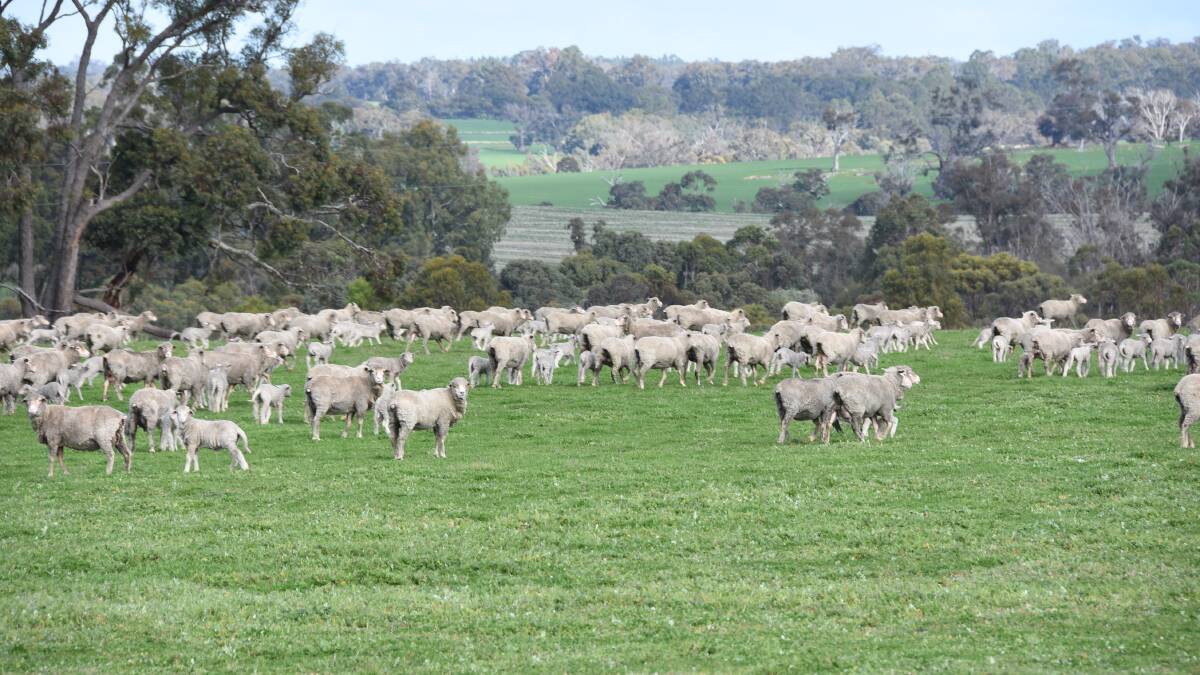 The Australian wool industry and its partners may soon be able to trace the lifetime journey from the paddock to authentic wool products, thanks to a partnership with emerging tech company, Everledger.