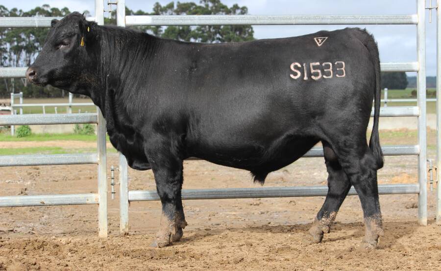 The sale's $20,750 second top-priced bull Lawsons Quantum S1533 (by GAR Quantum) was one of four bulls purchased by another Mayanup buyer.