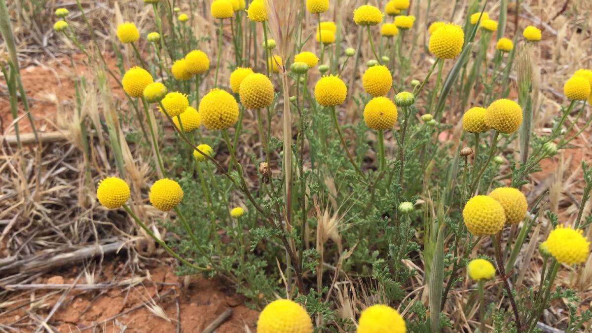 A fact sheet is being developed for matricaria, a winter growing weed with yellow ball flowers found across the eastern grainbelt.