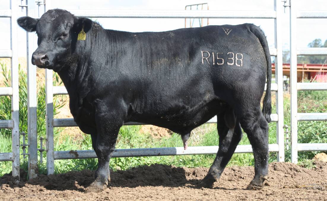 This bull, Lawsons Ashland R1538, took top price honours at last week's Lawsons Angus yearling Manypeaks bull sale when it sold for $15,500 to return buyer Jo Melville, Henderson-Glendale, Mayanup.