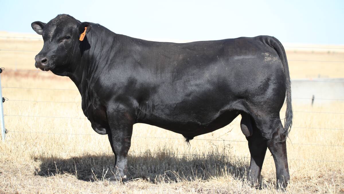  Cherylton Range Legend P169, from the Cherylton stud, Kojonup and Donnybrook, which sold for the sale's top price of $14,500 to S Camarri & Co, Nannup.