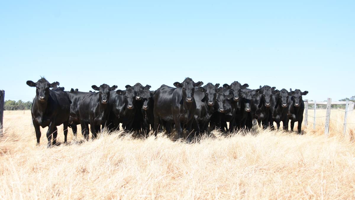 Regular vendors of unjoined first-cross heifers the Parravicini family, RJ & G Parravicini, Harvey, will offer 28 Angus-Friesian heifers in the Elders Boyanup store sale on Friday, January 15. The extremely quiet, owner-bred heifers are 16-20 months old and are sired by Winavon Angus bulls.