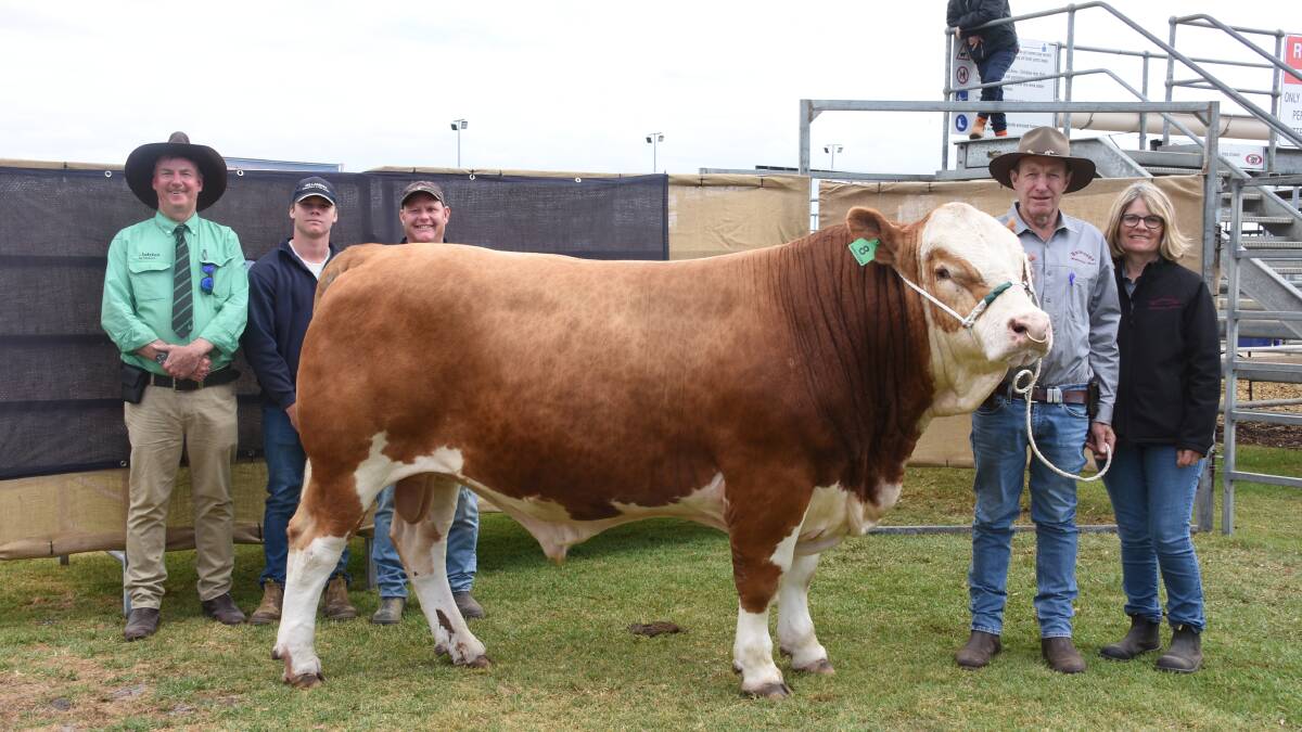 The second top price in the sale was $18,500 for this Simmental bull, Naracoopa Samuel S015 (P) (TW) from the Naracoopa stud, Denmark, when it sold to the Willandra Simmental stud, Williams. With Samuel were Nutrien Livestock, Albany representative Michael Lynch (left), Willandra studs Charlie Cowcher and his father and Willandra co-principal Peter Cowcher and Naracoopa stud principals Kevin and Janice Hard.