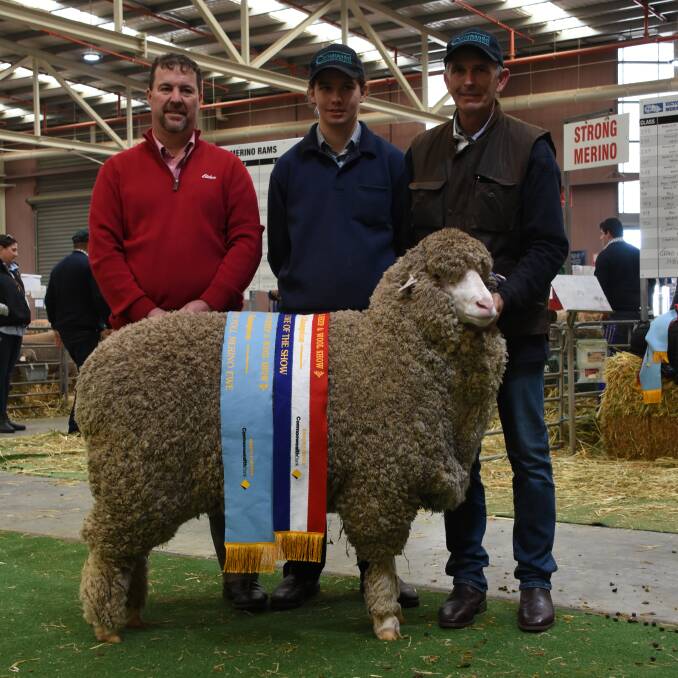 The Coromandel stud, Gairdner, exhibited the grand champion medium wool ewe of the show. With the ewe which was also sashed the champion medium wool Poll Merino ewe and champion August shorn medium wool Poll Merino ewe were Elders stud stock representative and Coromandel classer Nathan King (left) and Coromandel's Tom and Michael Campbell.