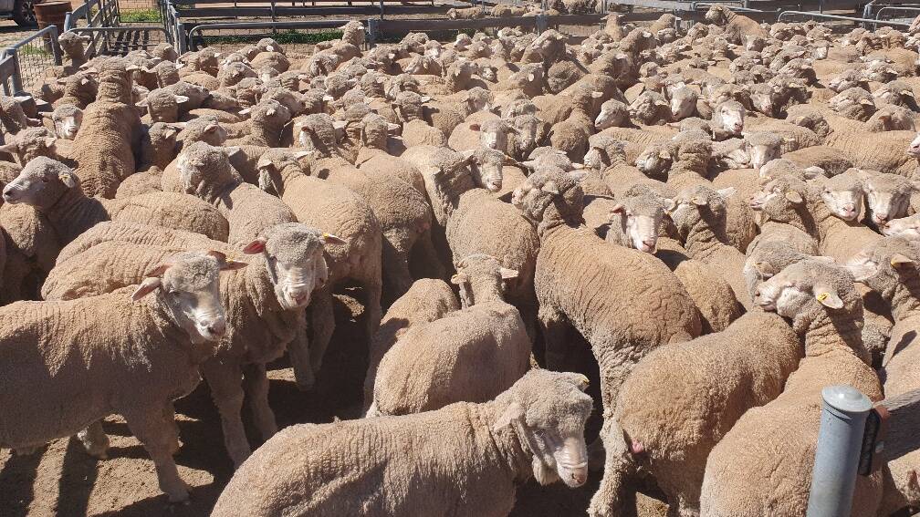 The Talbot family, NB & AL Talbot & Co, which has been using Claypans bloodlines for more than 30 years will present 302 August shorn wether lambs in the Corrigin saleyards.