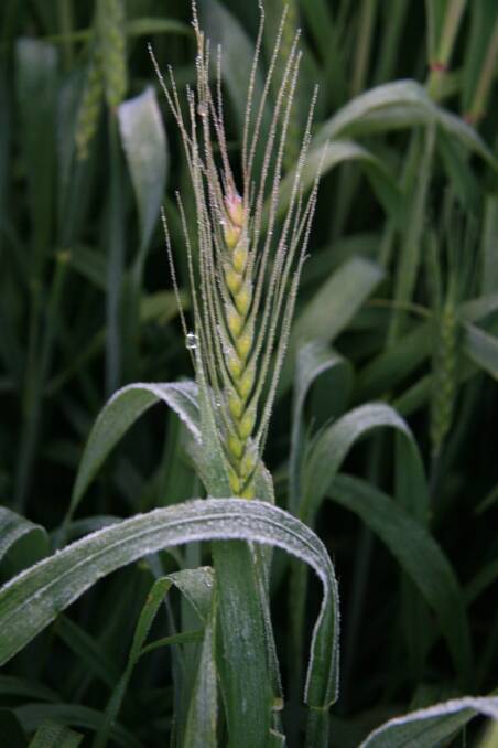 The financial and emotional impacts of frost to grain growers of winter grain crops were significant and well known. Photo by GRDC.