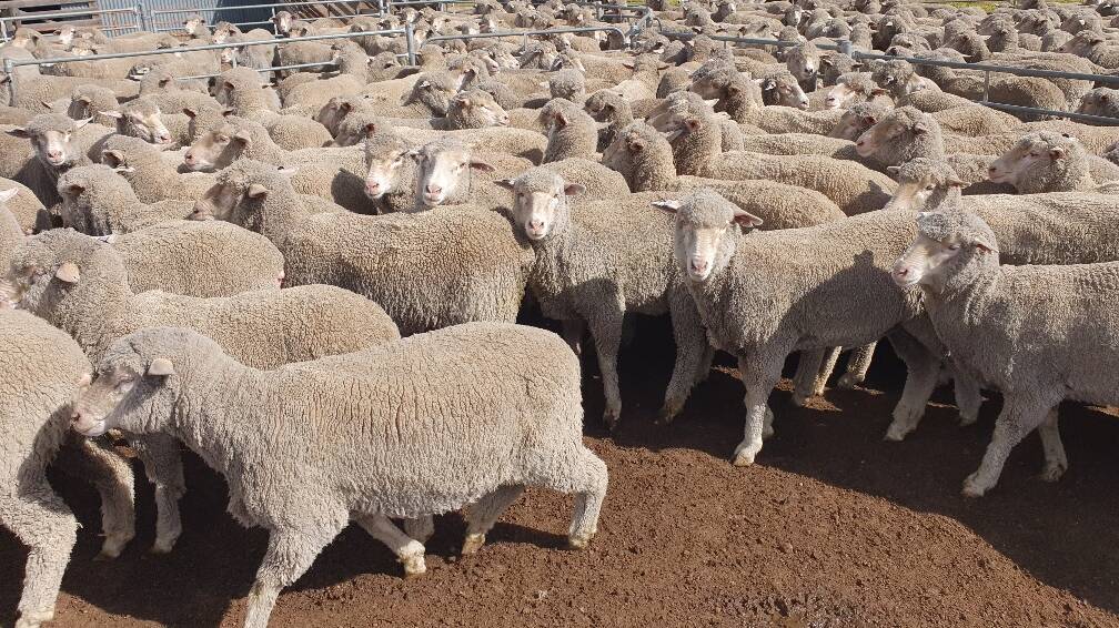 An example of the 1.5yo ewes which will be offered by brothers Matthew and Damian Orchard, GC & MD Orchard, in the Wickepin leg of the sale. The ewes on offer from the Orchards are based on Kolindale bloodlines and were shorn in July.