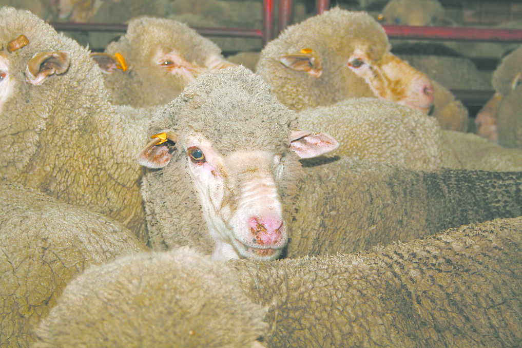 In 2019 wool prices surged 90-140 cents a kilogram clean across the board in strong trading on the opening sale of the year at Melbourne and Sydney centres, while the WWC remained closed.