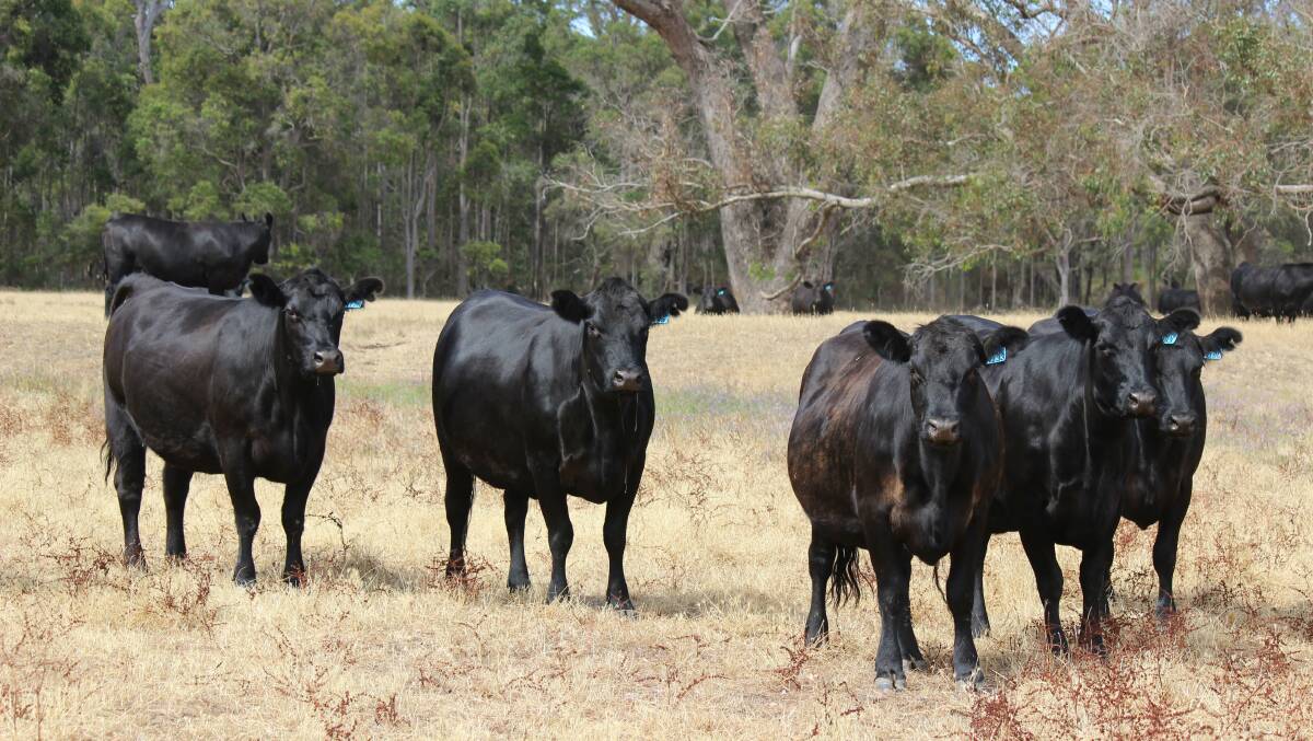 Quality rising two and three-year old females due to calve from early March.