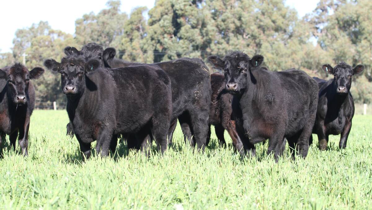 A draft of 15 Angus steers aged 16 to 18 months and estimated to weigh from 420 to 440kg will be offered by Depiazzi Agriculture, Dardanup, at the Elders sale.