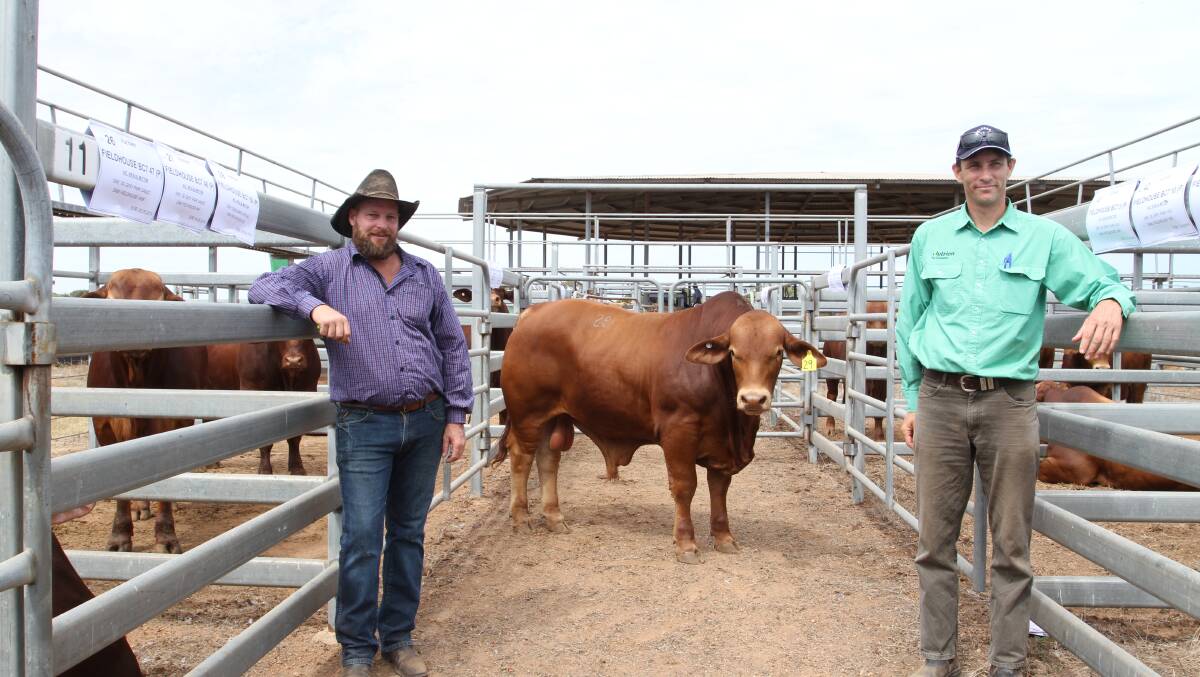 With the $11,500 top-priced Droughtmaster bull Fieldhouse BC7 96 (P) (by Glenlands J Voltage) at the Narngulu Invitation Bos Indicus Bull Sale last week were Fieldhouse stud co-principal Ben Mutton (left), Wickepin and Nutrien Livestock Wickepin agent Ty Miller, who purchased the bull on behalf of RSVP Droughtmaster stud, Windera, Queensland.