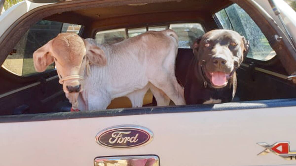 Roger the dog poses with orphaned calf Candy, says Julie Merritt, Bullsbrook.