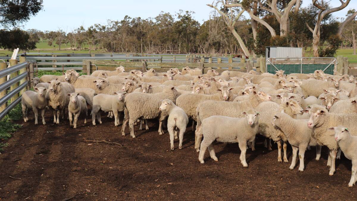 An example of the prime lamb breeding flock run by the Wallace family, Woogenellup.