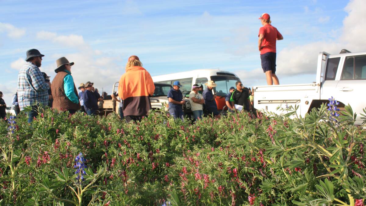 Elders Geraldton agronomist Nick Eyres talks with farmers about the value of growing vetch crops. Apart from feed value and nitrogen-fixing, vetches also suppress weeds, although a few blue lupins have 'ducked' the canopies which have done a good job with wild radish and grasses.