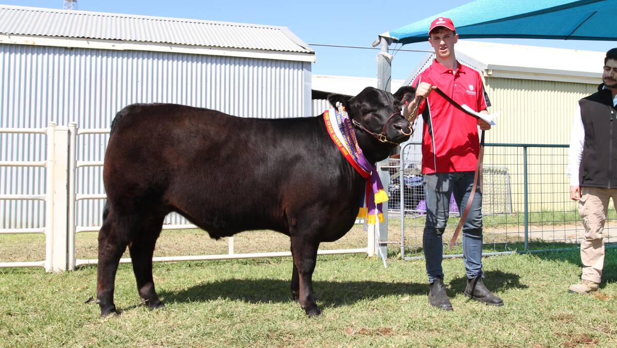 Murdoch University third year veterinary science student Aaron Langenberg holding the Universitys 441kg Limousin-Angus steer that was judged the grand champion and champion mediumweight led steer/heifer and sold to Williams Meats for $6600.