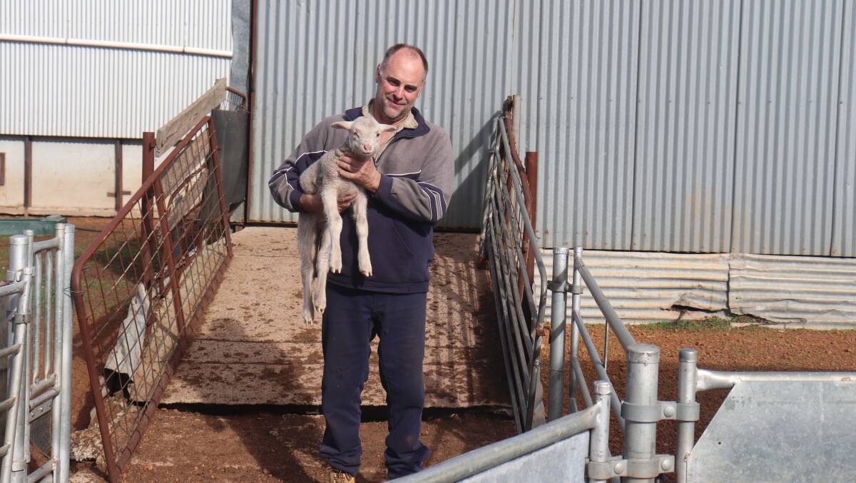 Glenn Davies runs 3000 Merino ewes on his property at Wagin. INSET: Over the summer, Mr Davies supplementary feeds his ewes a mix of oats, lupins and barley as a booster.