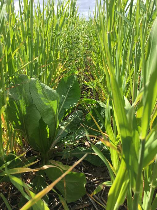 A multi-species grain crop is underplanted with a perennial mix. Nick said the property is mostly all covered in green since he adopted regenerative agriculture farming to improve the soil health at his family's Hollands Track Farm, Newdegate.