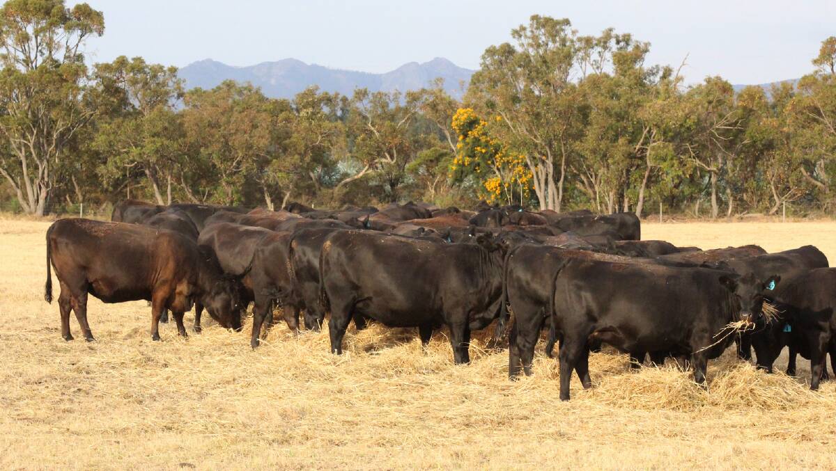 Dundeal Holdings, Narrikup, will offer 190 PTIC Angus heifers in the Landmark Great Southern Blue Ribbon Breeders sale at Mt Barker on Tuesday, January 14, 2020. Seventy of the heifers on offer from the operation carry Coonamble bloodlines.