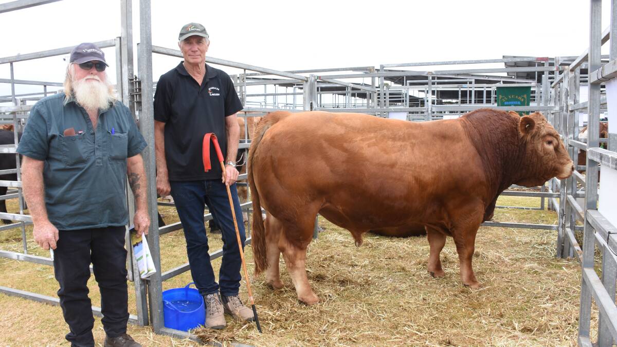 This Limousin sire, Shannalea Snoopy S6 (PP) (PF), from the Shannalea stud, Torbay, sold for $9000 to the Lonaker stud, Narrikup. With Snoopy S6 were buyer Max Farley (left), Lonaker stud and Shannalea principal Kevin Beal.
