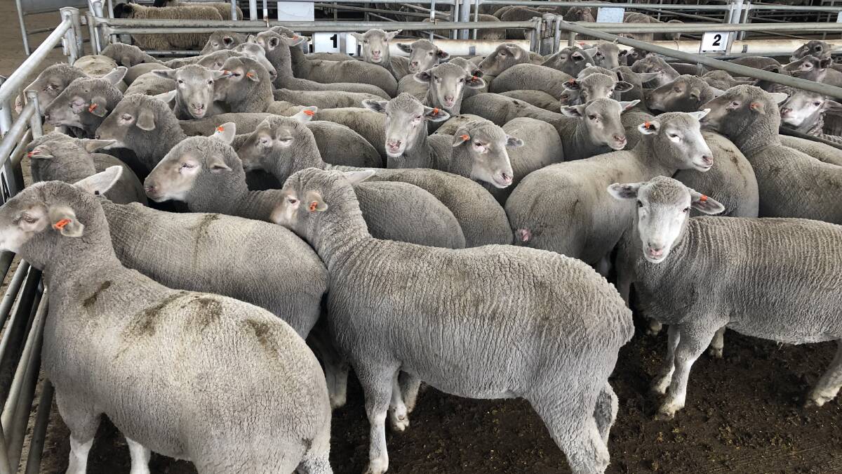Lamb prices skyrocketed at Katanning last week for this pen of crossbred lambs from Boyup Brook which were bought by WAMMCO for a new State record price of $260 a head at 996c/kg (dressed).