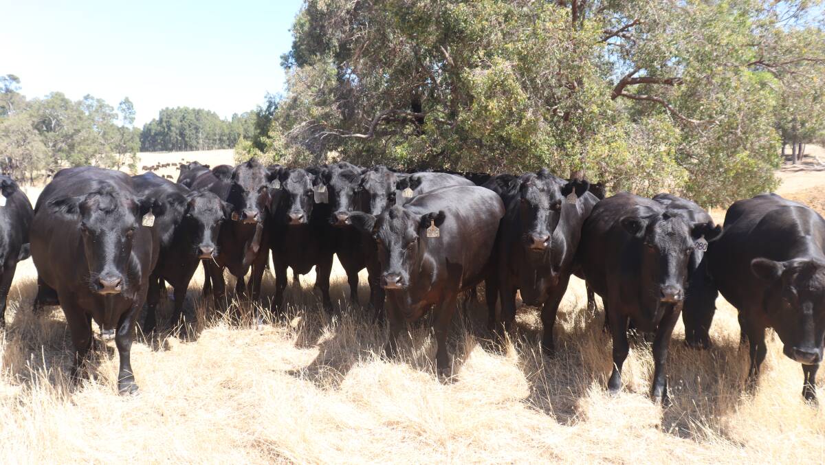 The Jenkins breeding herd comprises of 200 quality Angus breeders that are bred with predominantly Sheron Angus stud bulls.