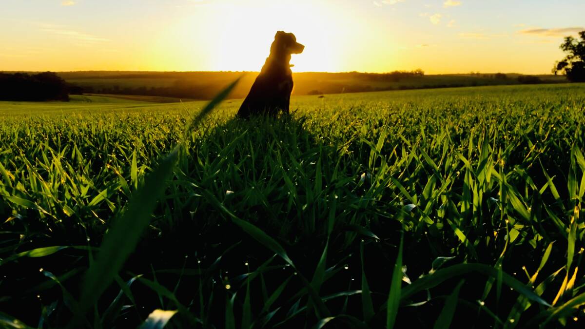 Boots the dog was enjoying the sunset while he inspected this barley paddock. Hugh Hudson, who took this photograph, farms mixed cropping and cattle with his parents at Kendenup and said since the excellent start to the season when they were seeding into moisture, it has being going quite well, although there have been a few issues. "Since seeding has being quite wet, now we're having issues with water logging and washouts," Mr Hudson said. "All the canola has filled out well and has begun flowering within the past (couple of weeks). The cereals have excellent establishment and only the later couple of paddocks (that were) seeded have been greatly impacted by the wet conditions. As of yet we are unable to get back on them to reseed." As at July 15, the farm had received 400 millimetres so far for the year, which has come in ebbs and flows. "For the first half of July we have had 67mm, which is a turnaround from last season where the first half of July we only received 4mm. Yesterday (July 14) we had 9mm and at beginning of the week another 10mm." Going forward, Mr Hudson hoped to have a couple of weeks of sunshine to help dry the farm and enable them to get back out into the paddocks. "What hasn't been affected by water logging has great yield potential," he said. "(This year is a) very different season to last year with a lot more water around the place and the dams are all full now, which is great to see especially from the stock point of view. This year has been unusual in the fact that we don't get this much rain so early on in the season." The family mostly grows canola, barley and oats (both for grain and hay), as well as running a Murray Grey herd of about 100 breeders on uncroppable areas.