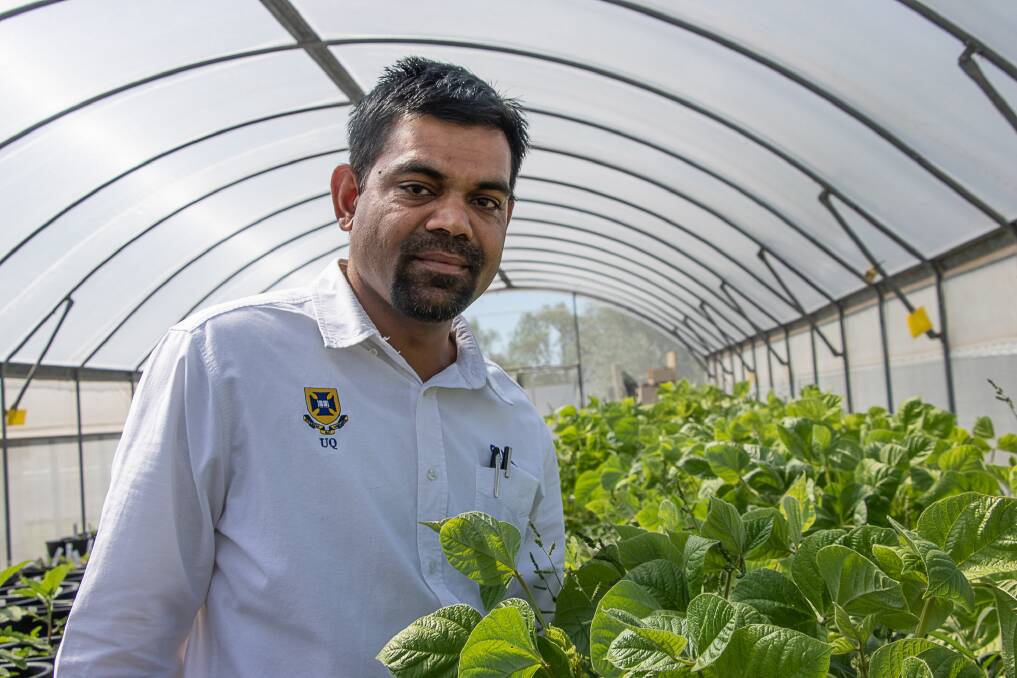 The University of Queensland's professor Bhagirath Chauhan is part of a program assessing mungbean crops to control summer weeds.