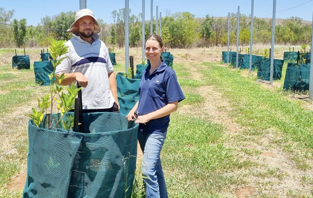 DPIRD technical officer Elijah Staugas and research scientist Tara Slaven monitor an 18-month-old jackfruit tree at the Frank Wise Institute, as part of a project examining the potential of the tropical crop in northern Australia.