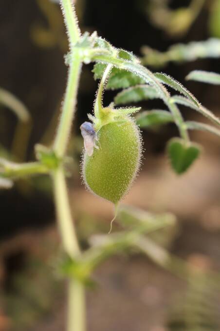 A wild chickpea project pod. Picture by CCDM.