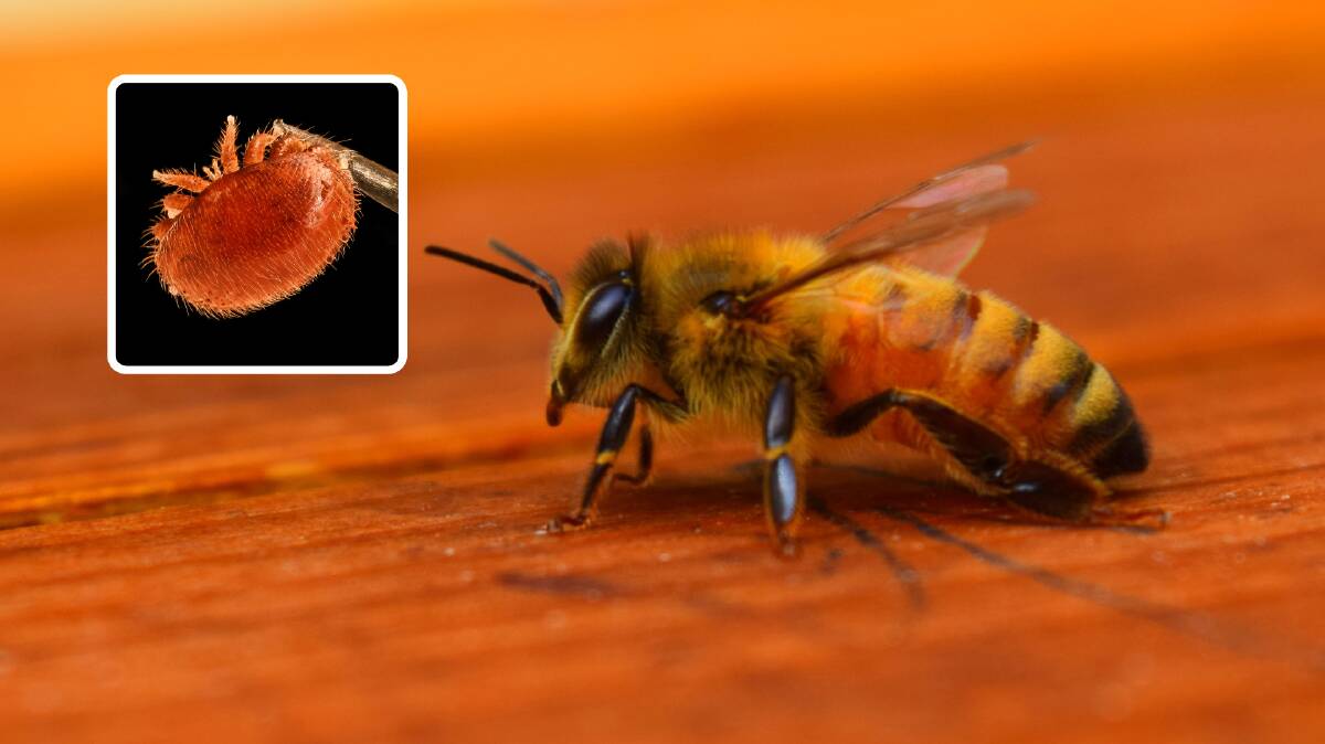  The varroa destructor mite is an extremely mobile parasite which can also carry other bee diseases and viruses. An infestation in Australia would kill Euorpean honeybee populations.