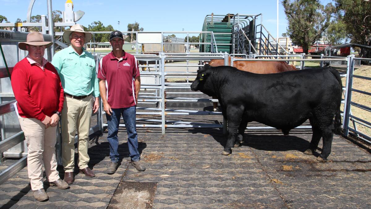 The $20,000 top-priced European bull at a multi-breed bull sale this season was a yearling Black Simmental bull sold by the Tuckey familys Mubarn stud, Blythewood, at the WA Supreme Bull Sale in March. With the bull, Mubarn Unbelievable U018 (PP) (ET) (by LFE Beast Mode 305D), purchased by Elite Cattle Company, Meandarra, Queensland, were Pearce Watling (left), Elders Donnybrook/Bridgetown, who represented the buyer, Nutrien Livestock, Waroona agent Richard Pollock and Mubarn stud principal Paul Tuckey.