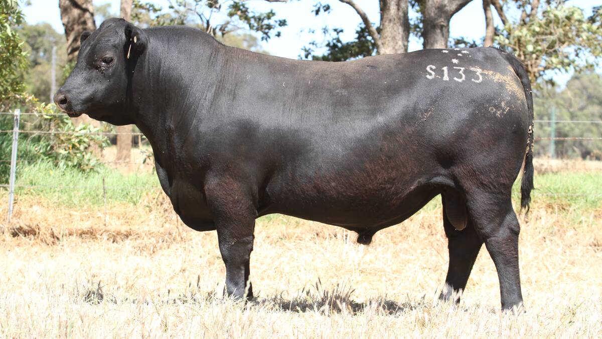  Black Market Troopy S133 (ET) (by Millah Murrah Paratrooper P15) was one of three Paratrooper sons purchased by Brett Chatley, Nutrien Livestock, Manjimup, for $20,000 each on behalf of a local client.