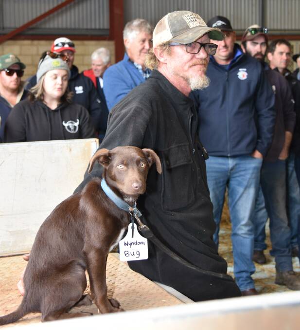 Jason Crockford, Williams, looks on as his four-month-old red Kelpie female, Wyndora Bug, found a new home at $2300.
