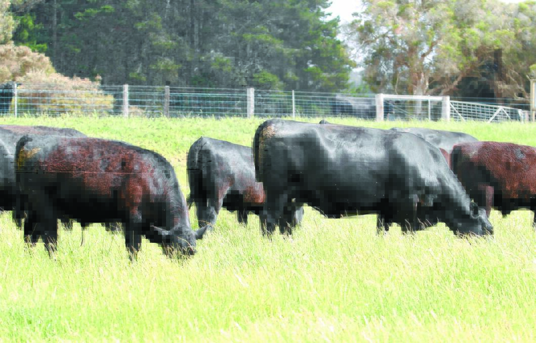 A bright future ahead for beef industry