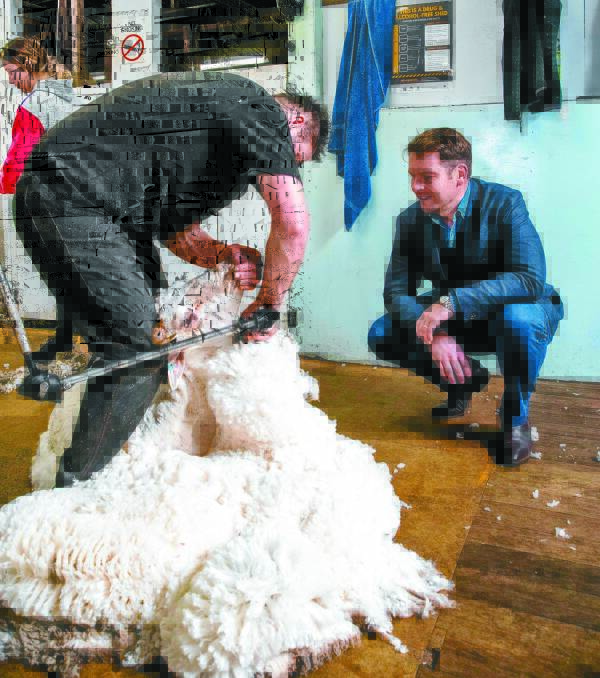 Matt Jensen takes in shearing at Ashby, Ross, Tasmania, with the wool destined for M.J. Bales Buchanan Ashby range of jumpers.