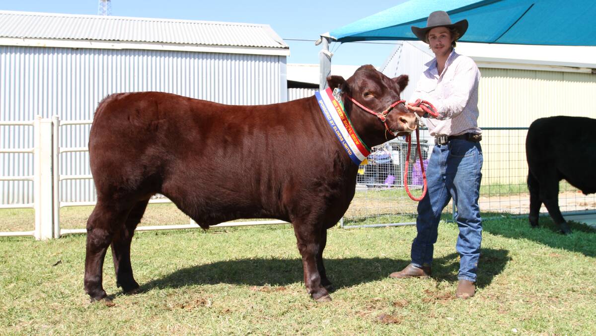 The reserve grand champion and champion heavyweight led steer/heifer exhibited by SA & SH Smith, Narrikup, sold for the $7000 second top price to The Meat Machine. Holding the 506kg Sussex steer is Robert Smith, SA & SH Smith.