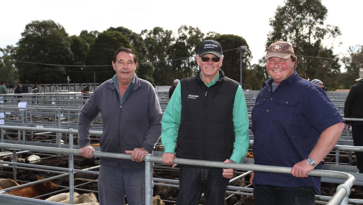 Nutrien Livestock Mt Barker agent Harry Carroll (centre) is flanked by vendors Henry Lindberg (left), Forrest Hill and Neville Lindberg, HD & AL & NJ Lindberg, Denbarker, at the Nutrien Livestock store cattle sale at Boyanup last week. The Lindberg family sold mediumweight Friesian steers, first cross Angus steers and heifers to 356c/kg and $1273 at the sale.